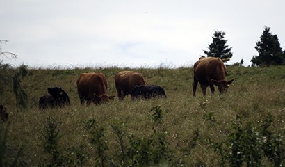 Agriculture - Cows 2