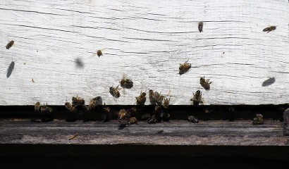 Agriculture - Bees
