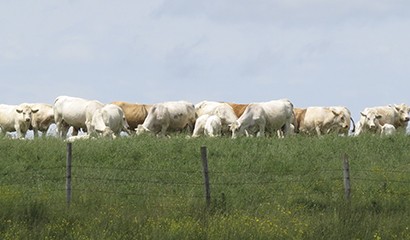 Agriculture - Cows