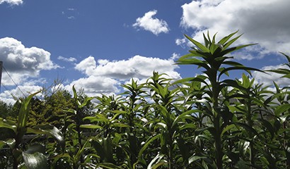 Agriculture - Corn